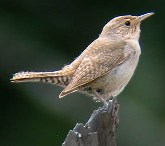 house wren